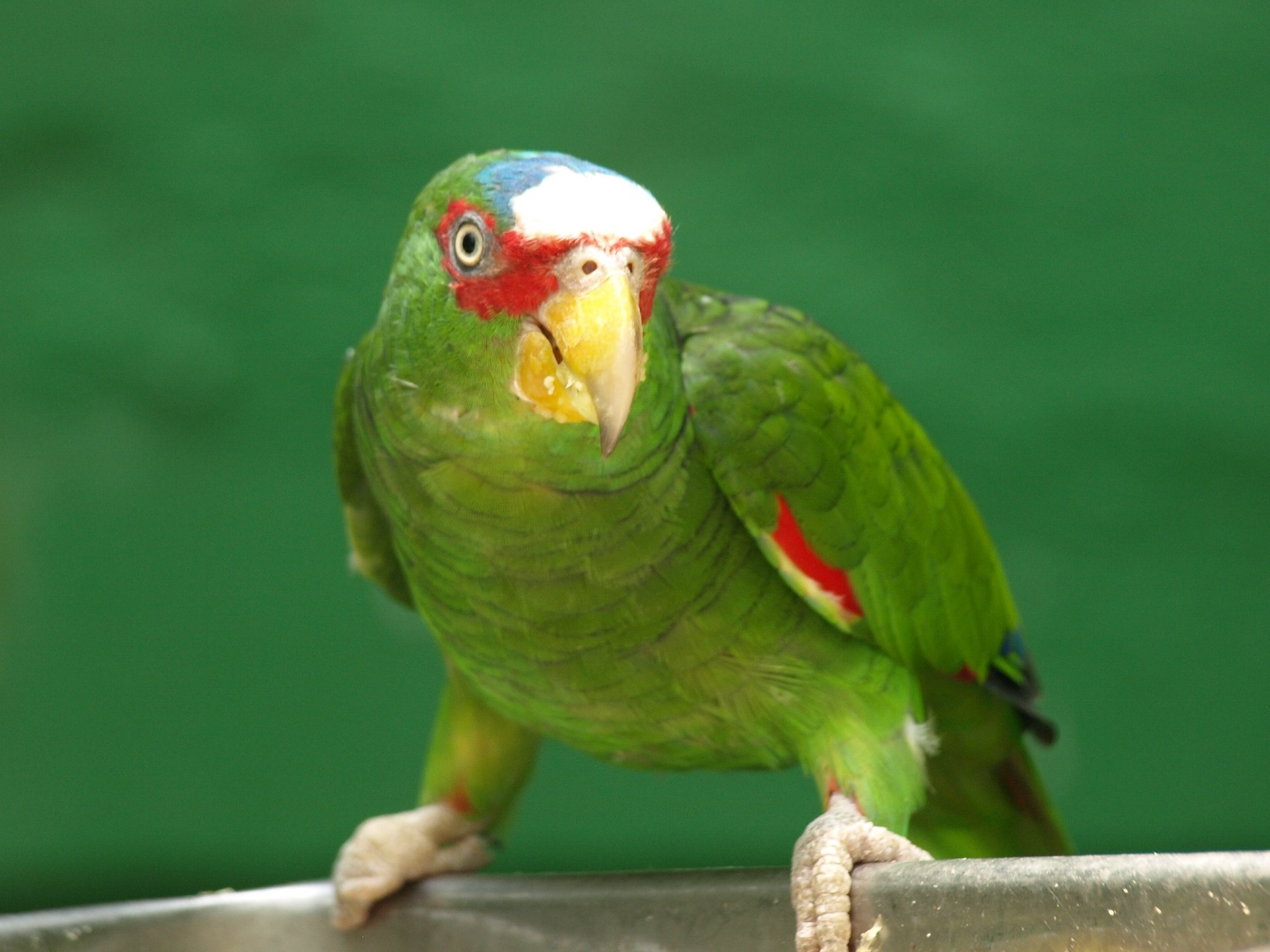 Amazoňan bieločelý - Amazona   albifrons
